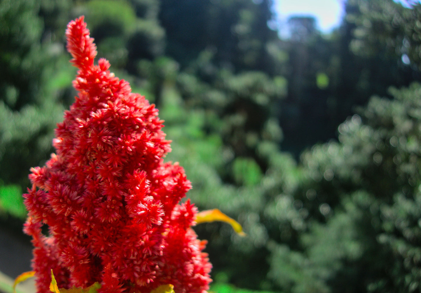 Astilbe 'Red Baron' (False goat's beard) - Bog Pond Plants - BP015