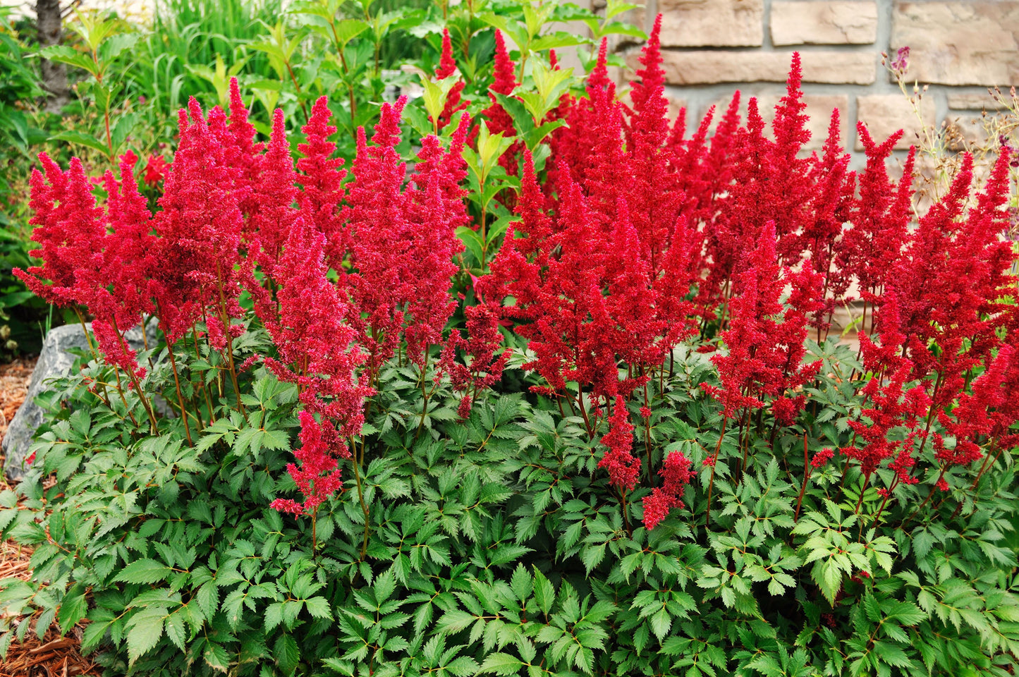 Astilbe 'Red Baron' (False goat's beard) - Bog Pond Plants - BP015