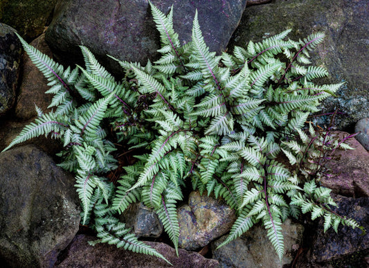 Athyrium niponicum 'Ursulas Red' - Bog Pond Plants - BP018