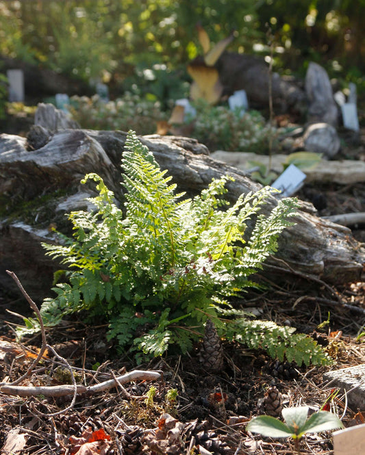 Athyrium otophorum 'Okanum' - Bog Pond Plants - BP019