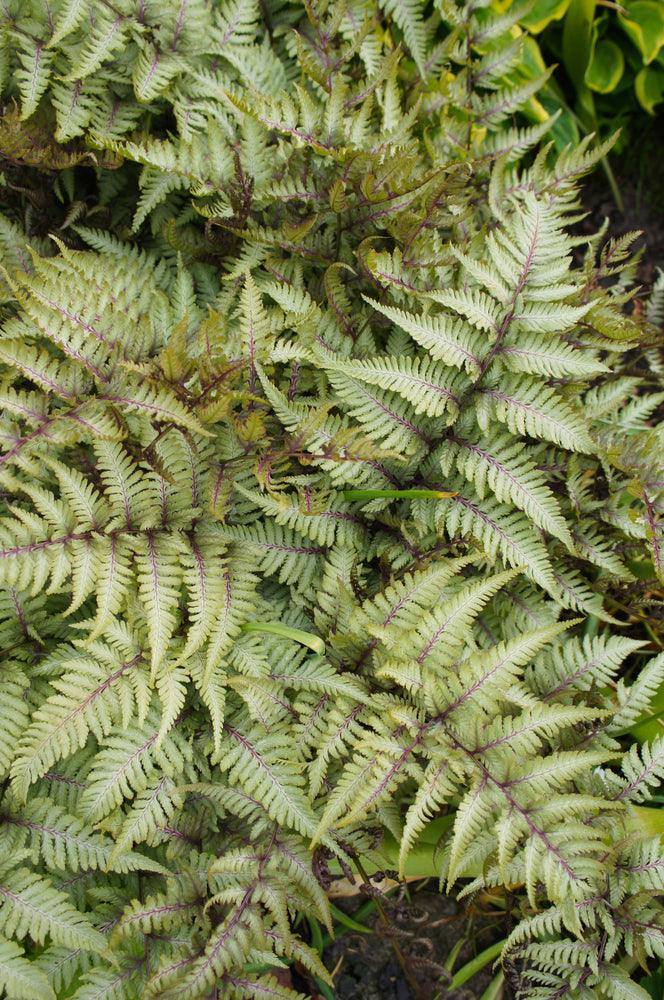 Athyrium niponicum 'Pewter Lace' - Bog Pond Plants - BP017
