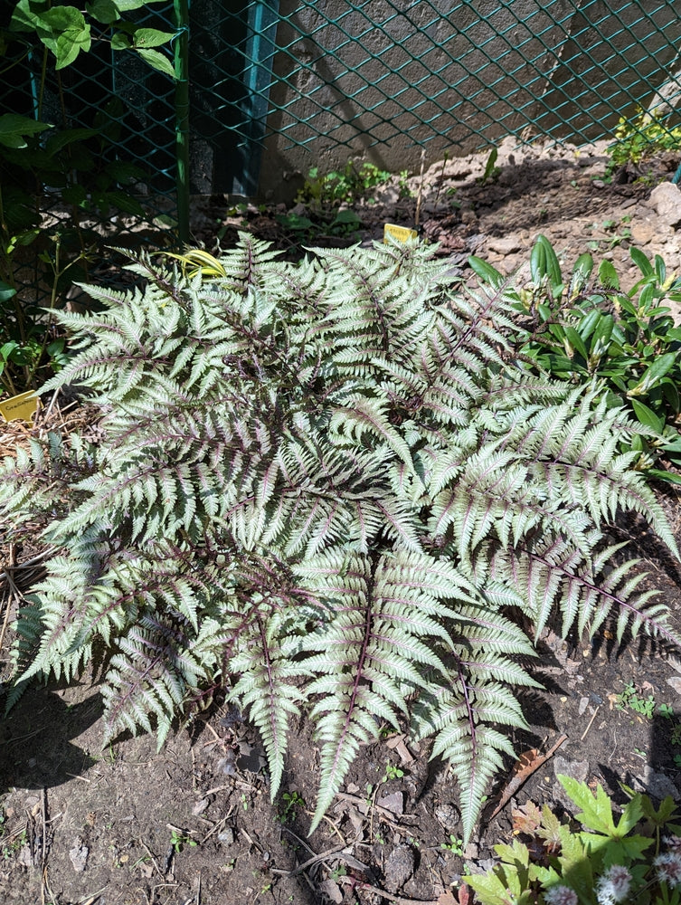 Athyrium niponicum 'Pewter Lace' - Bog Pond Plants - BP017
