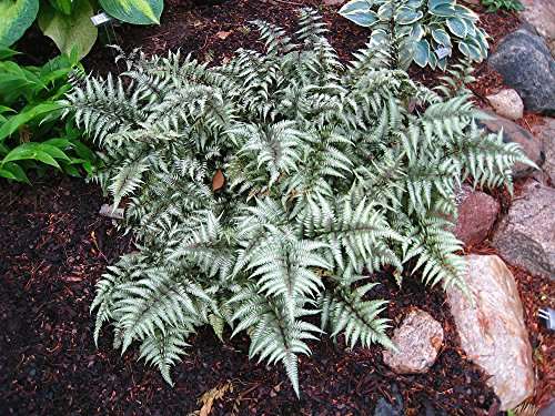 Athyrium niponicum 'Metallicum' - Bog Pond Plants - BP016