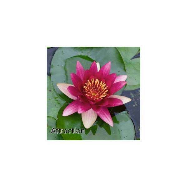Attraction Water Lily - Pond Plants - LW02
