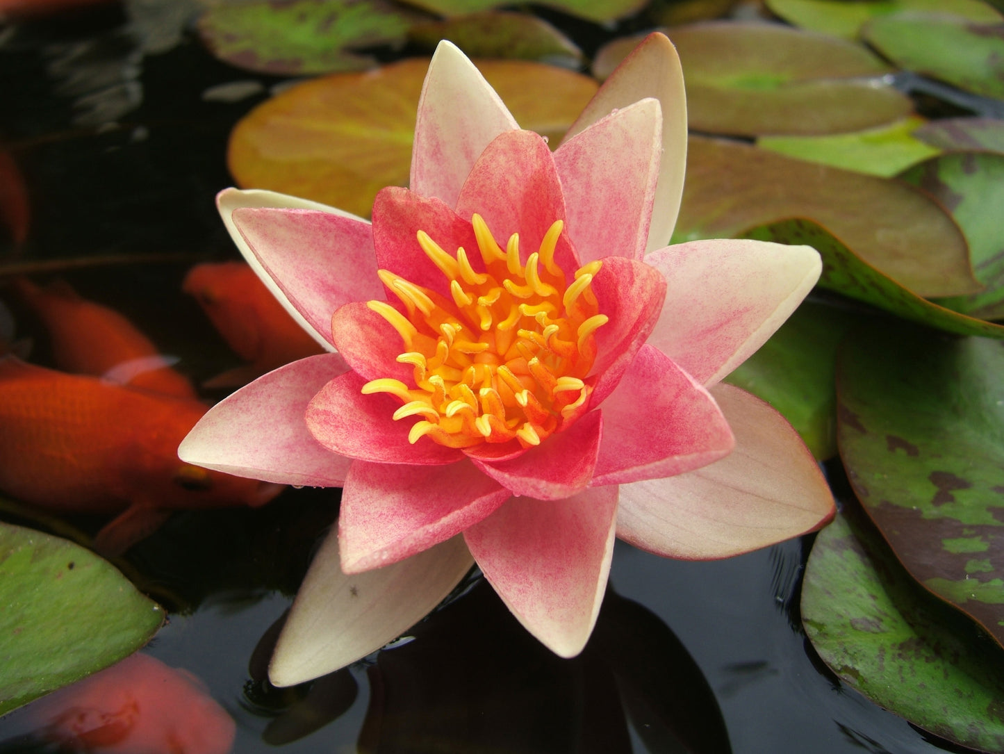 Nymphaea 'Aurora'