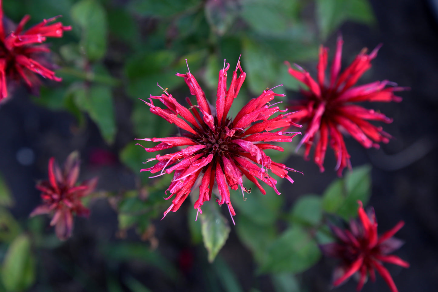 Monarda Bee-Happy - Marginal Pond Plants - BP083
