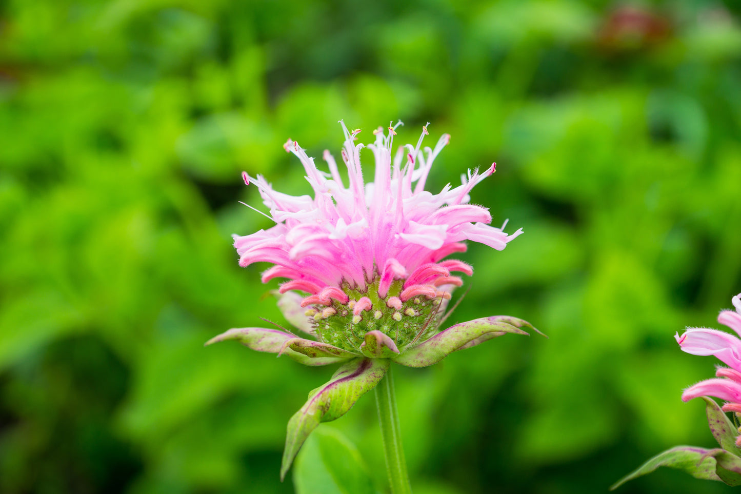 Monarda Bee-Lieve - Marginal Pond Plants - BP084
