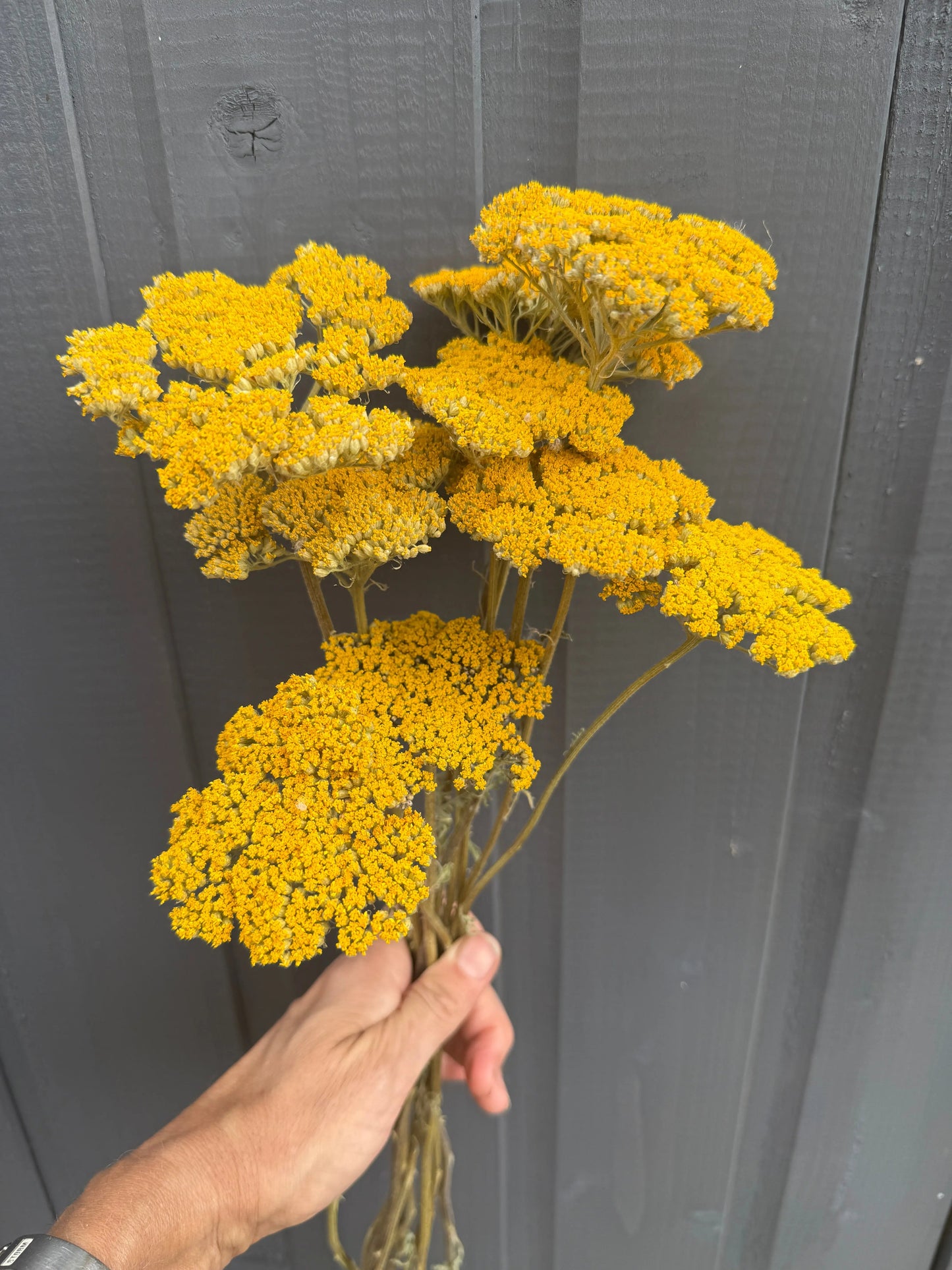 Achillea Cloth of Gold Dried