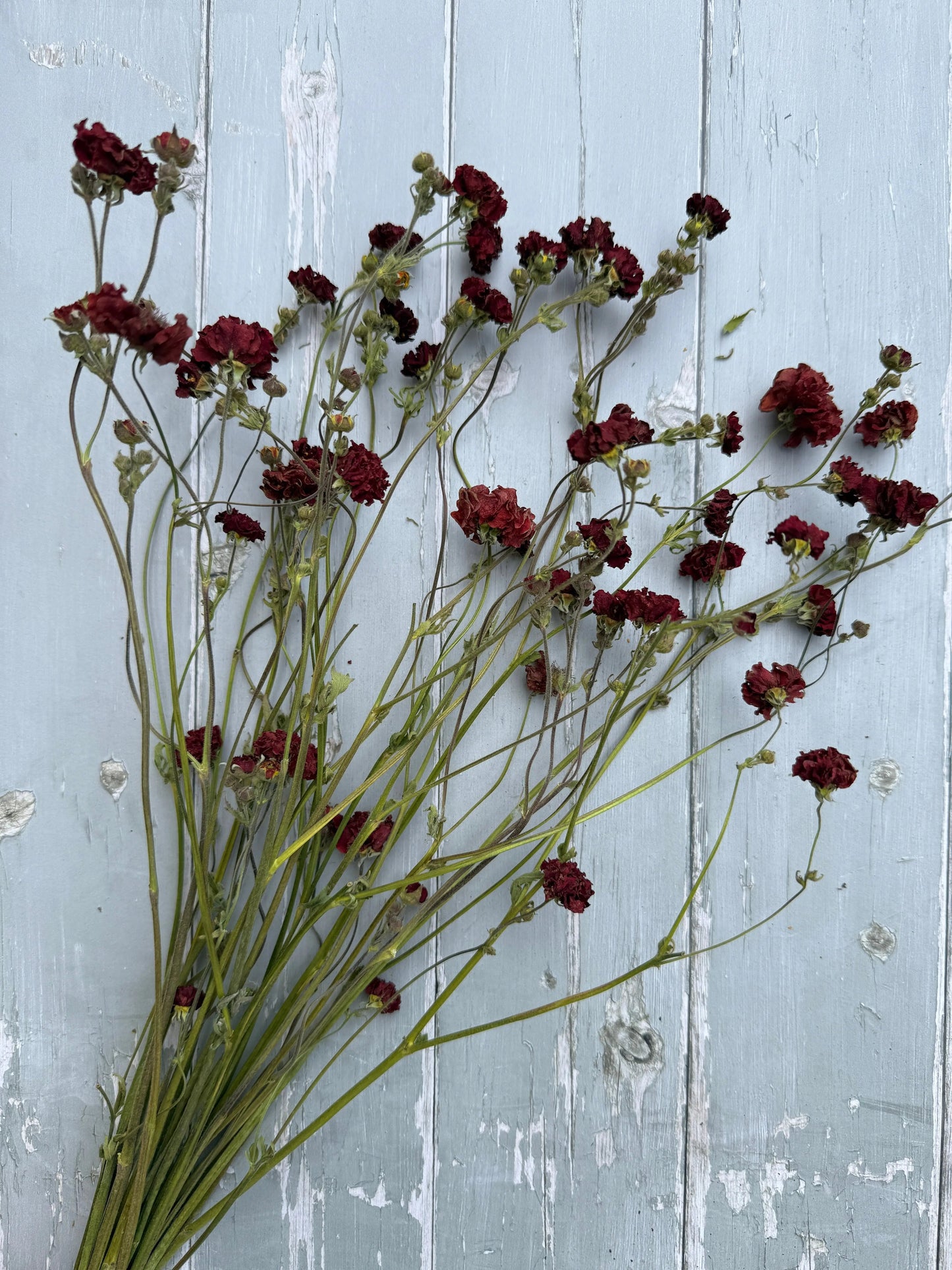 Geums Dried