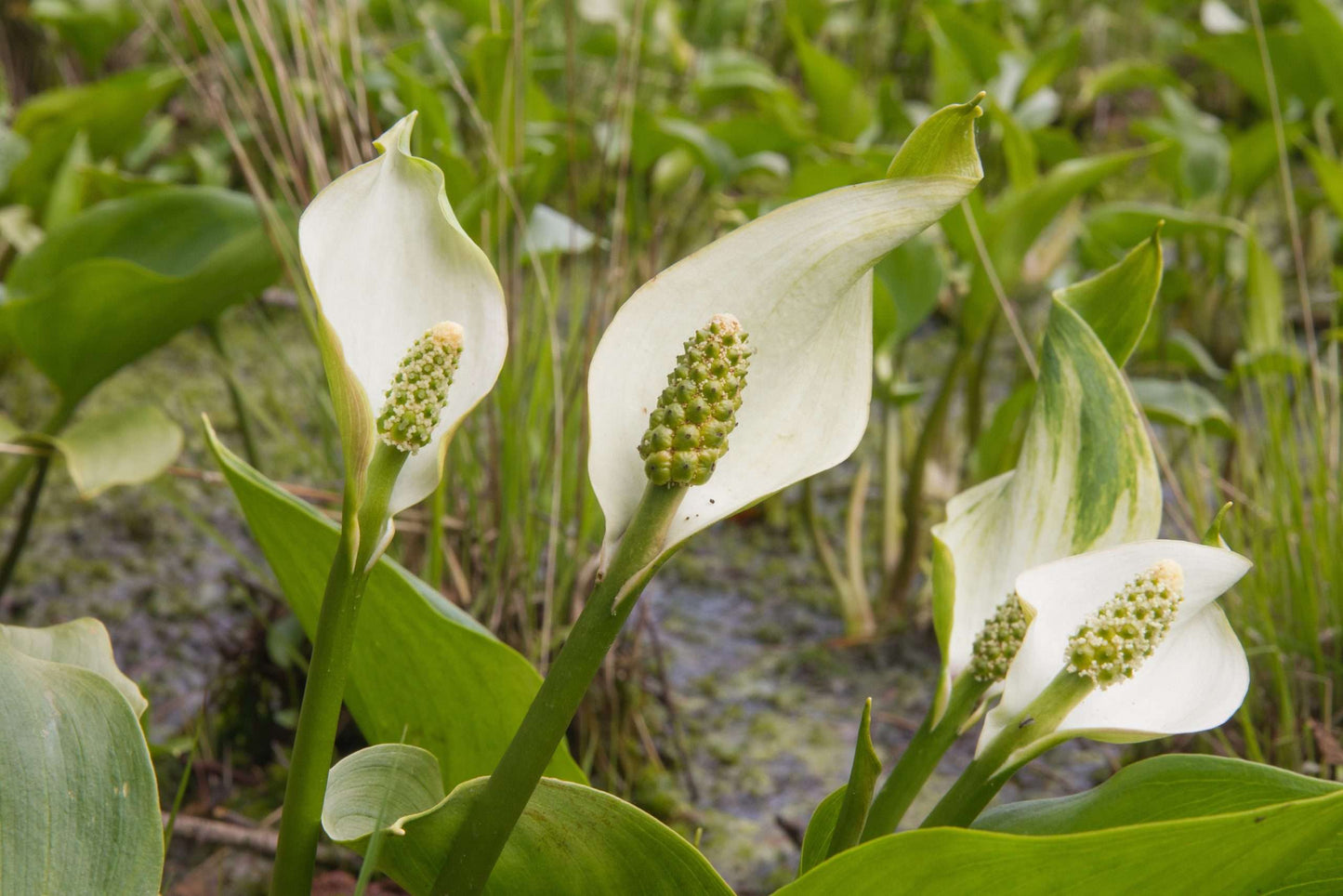 Calla palustris (Bog or Water arum) - Bog Pond Plants - MP013