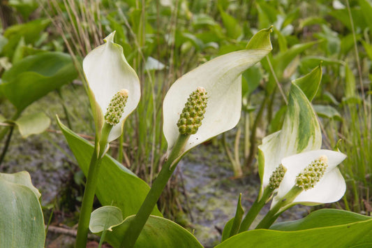 Calla palustris (Bog or Water arum) - Bog Pond Plants - MP013