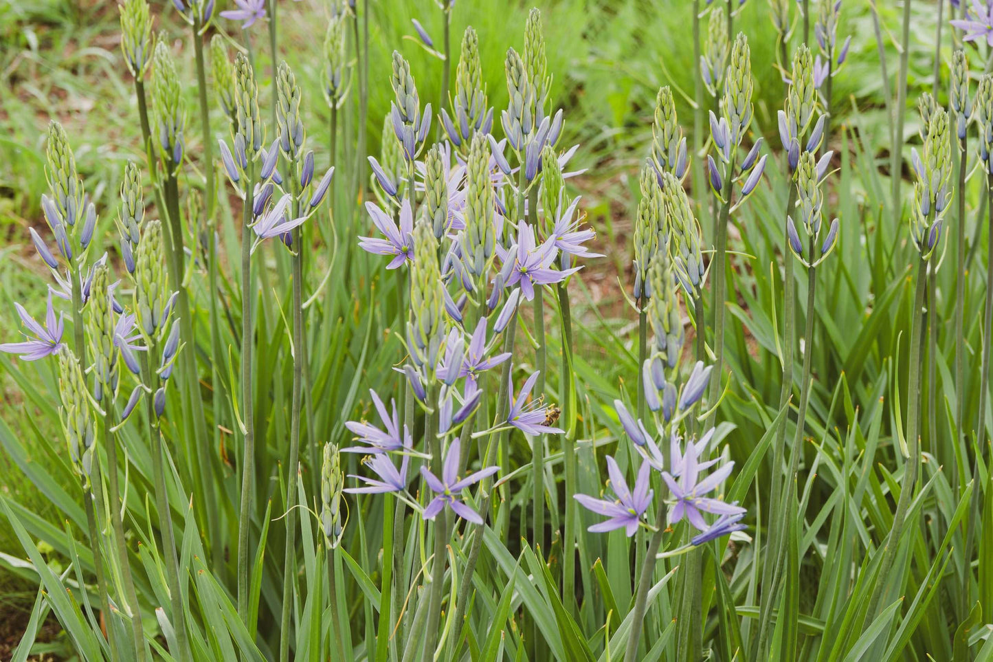 Camassia esculenta 'Quamash' - Bog Pond Plant - BP020