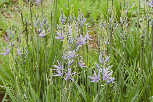 Camassia esculenta 'Quamash' - Bog Pond Plant - BP020