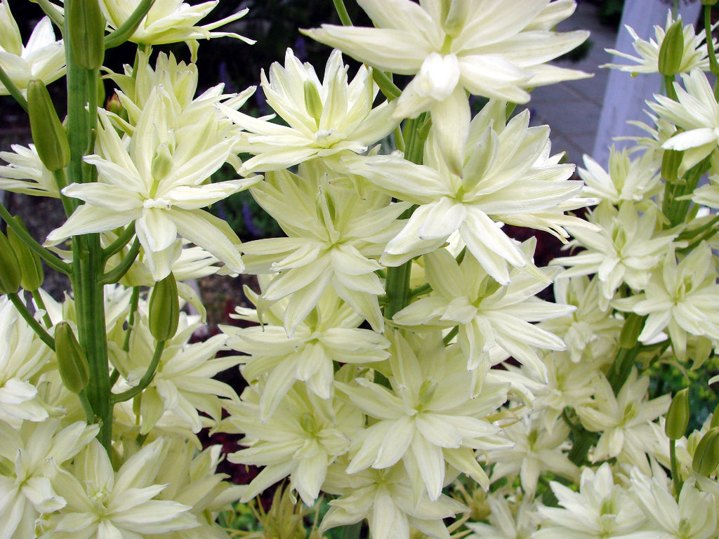 Camassia leichtlini 'Alba' (Common camas lily) - Bog Pond Plant - BP021