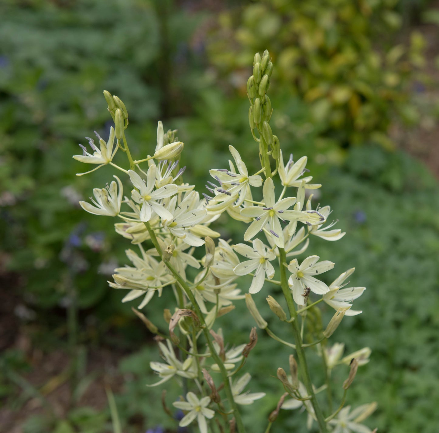 Camassia leichtlini 'Alba' (Common camas lily) - Bog Pond Plant - BP021
