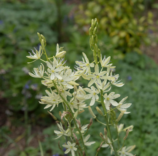 Camassia leichtlini 'Alba' (Common camas lily) - Bog Pond Plant - BP021