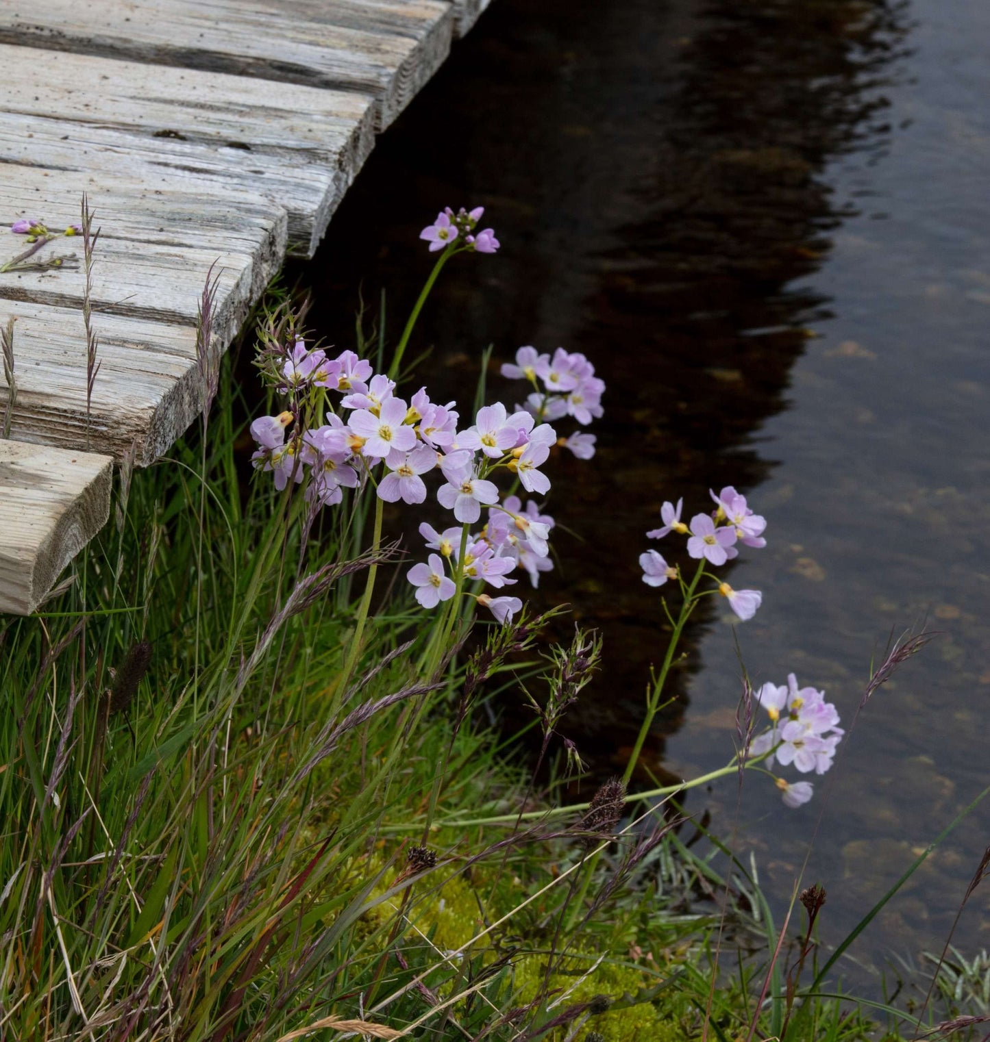 Cardamine pratensis (Lady's smock) - Marginal Pond Plants - MP019