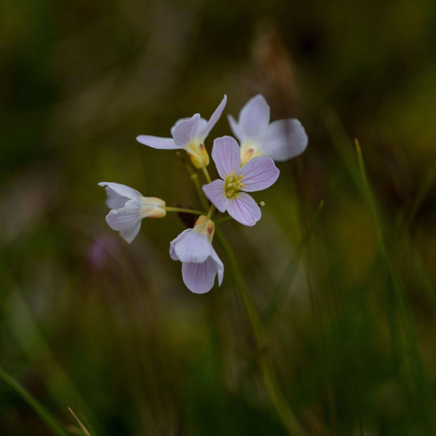 Cardamine pratensis (Lady's smock) - Marginal Pond Plants - MP019