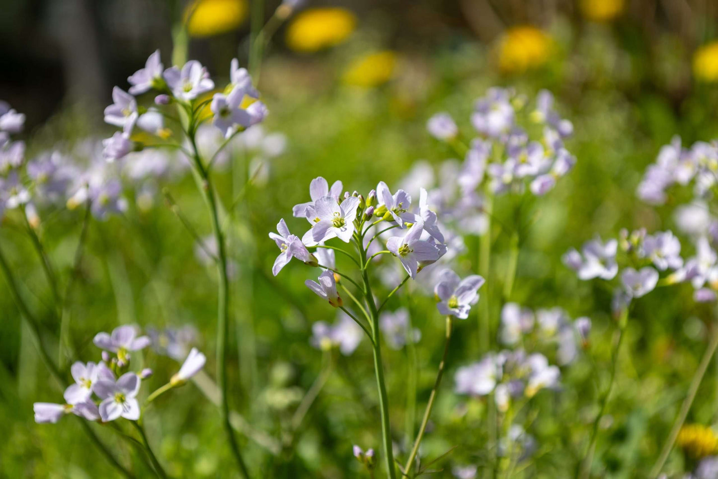 Cardamine pratensis (Lady's smock) - Marginal Pond Plants - MP019