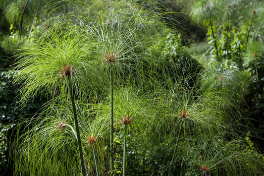 Cyperus papyrus (Egyptian paper rush) - Marginal Pond Plants - BP030