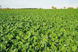 N-Trap Flea Beetle Control Cover Crop Seed Mix | Companion Crop for Oilseed Rape