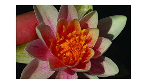 Dwarf Potted water lily - Live Water Plant Aquatic Pond Lake Marginal - Patio Pond (Mary Patrica)