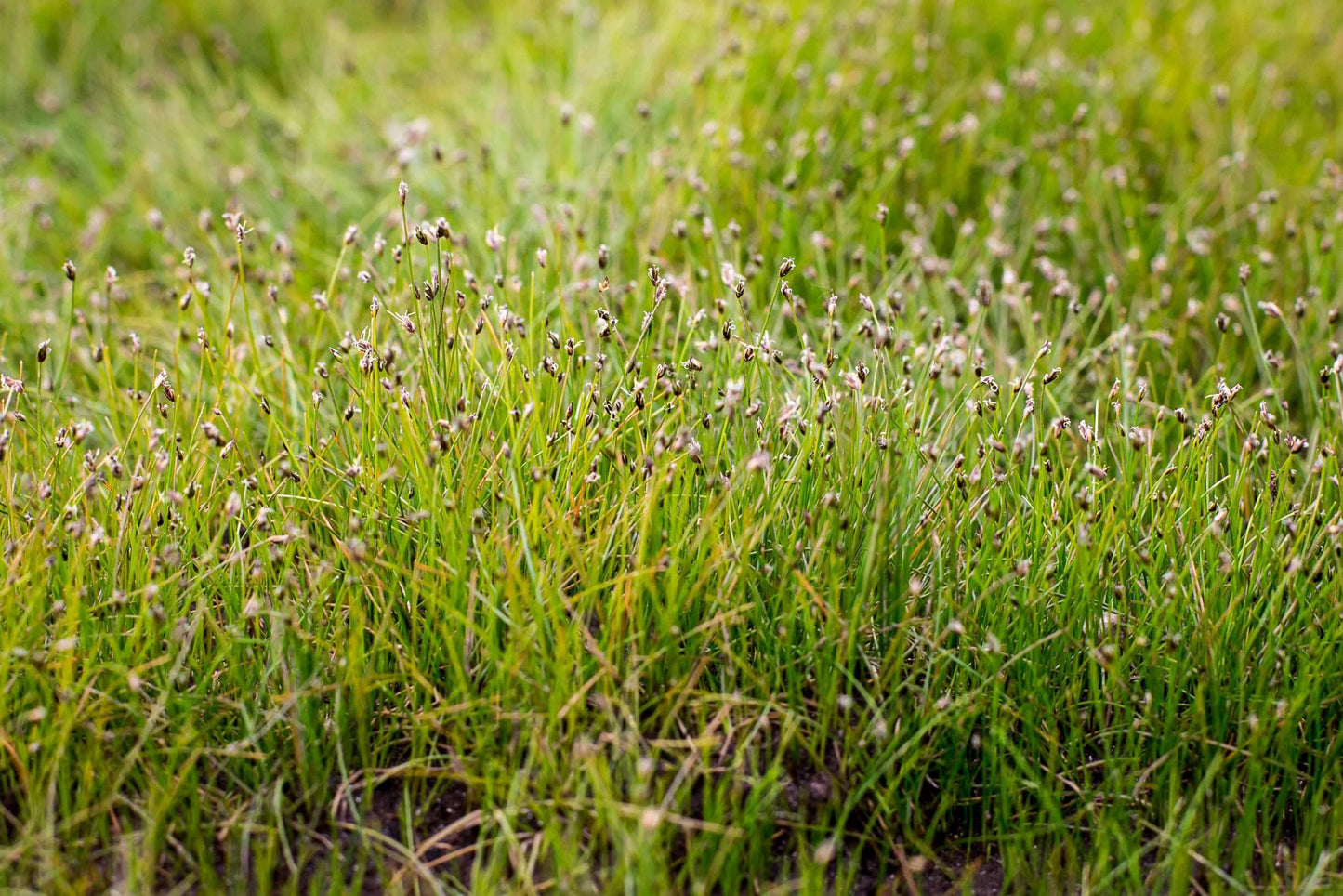 Eleocharis acicularis (Dwarf Hairgrass) - Marginal Oxygenating Pond Plants - OX005
