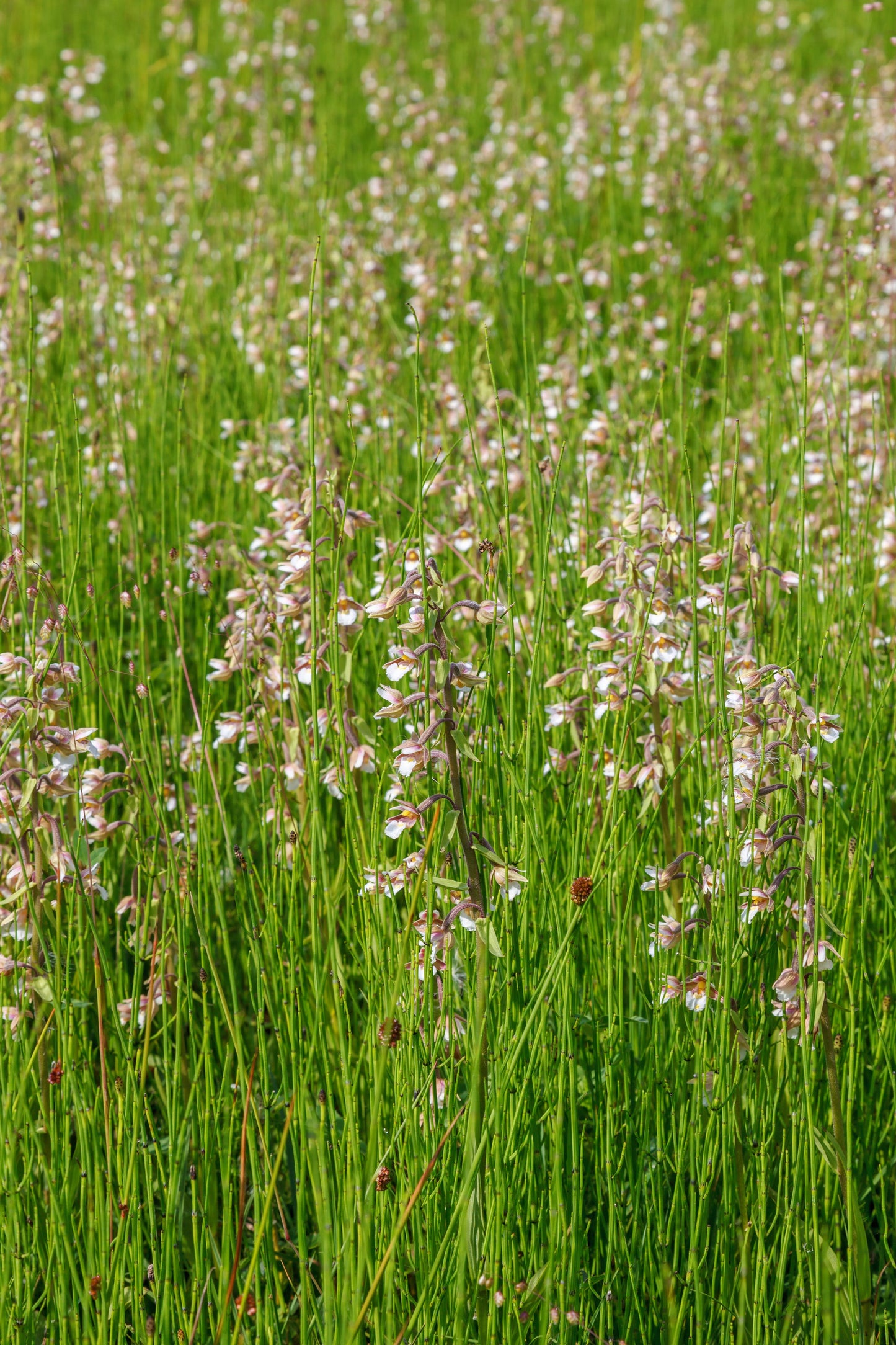 Epipactris palustris orchid - Marginal Pond Plants - MP033