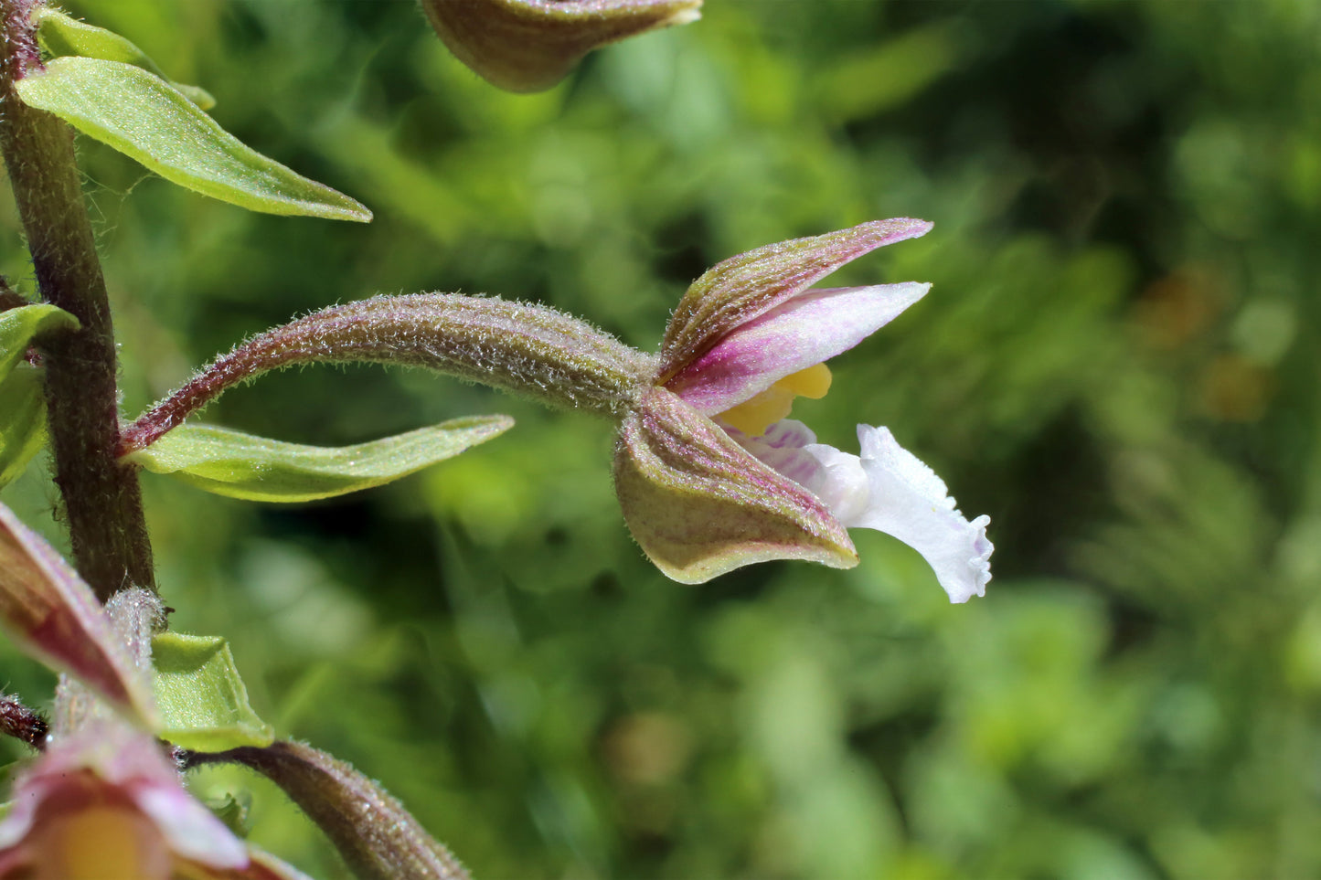 Epipactris palustris orchid - Marginal Pond Plants - MP033