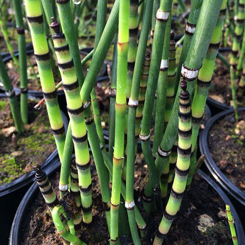 Equisetum robustum (Black barred horsetail) - Marginal Pond Plants - MP036