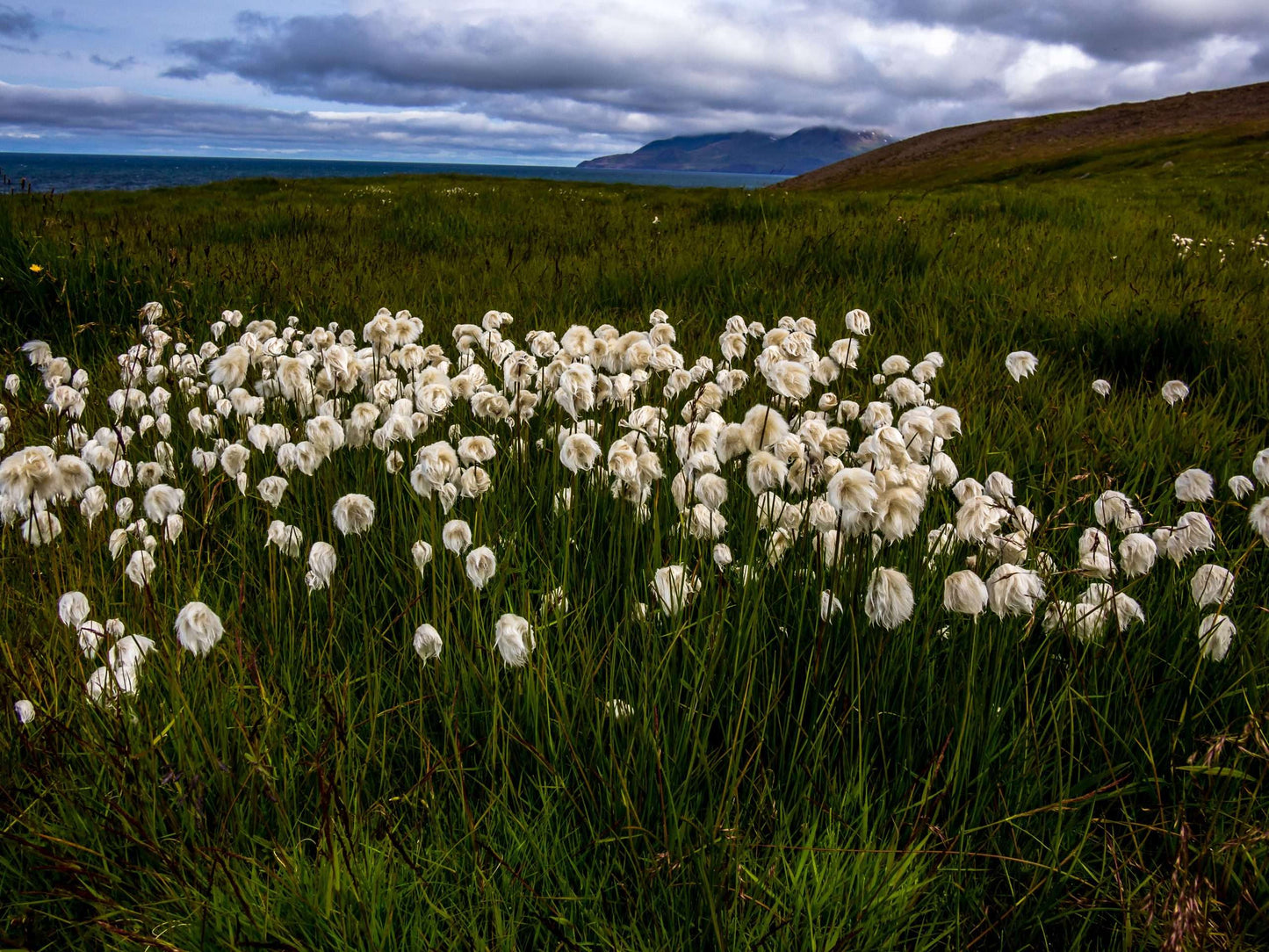 Eriophorum scheuchzeri - Marginal Pond Plants - MBP037