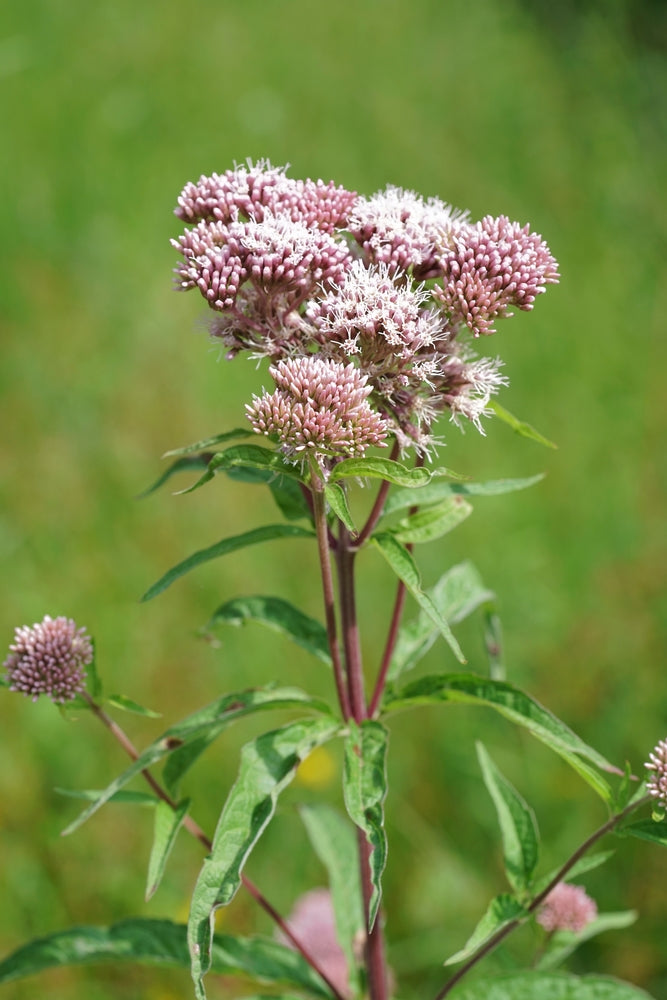 Eupatorium cannabinum (Hemp agrimony) - Marginal Pond Plants - BP038