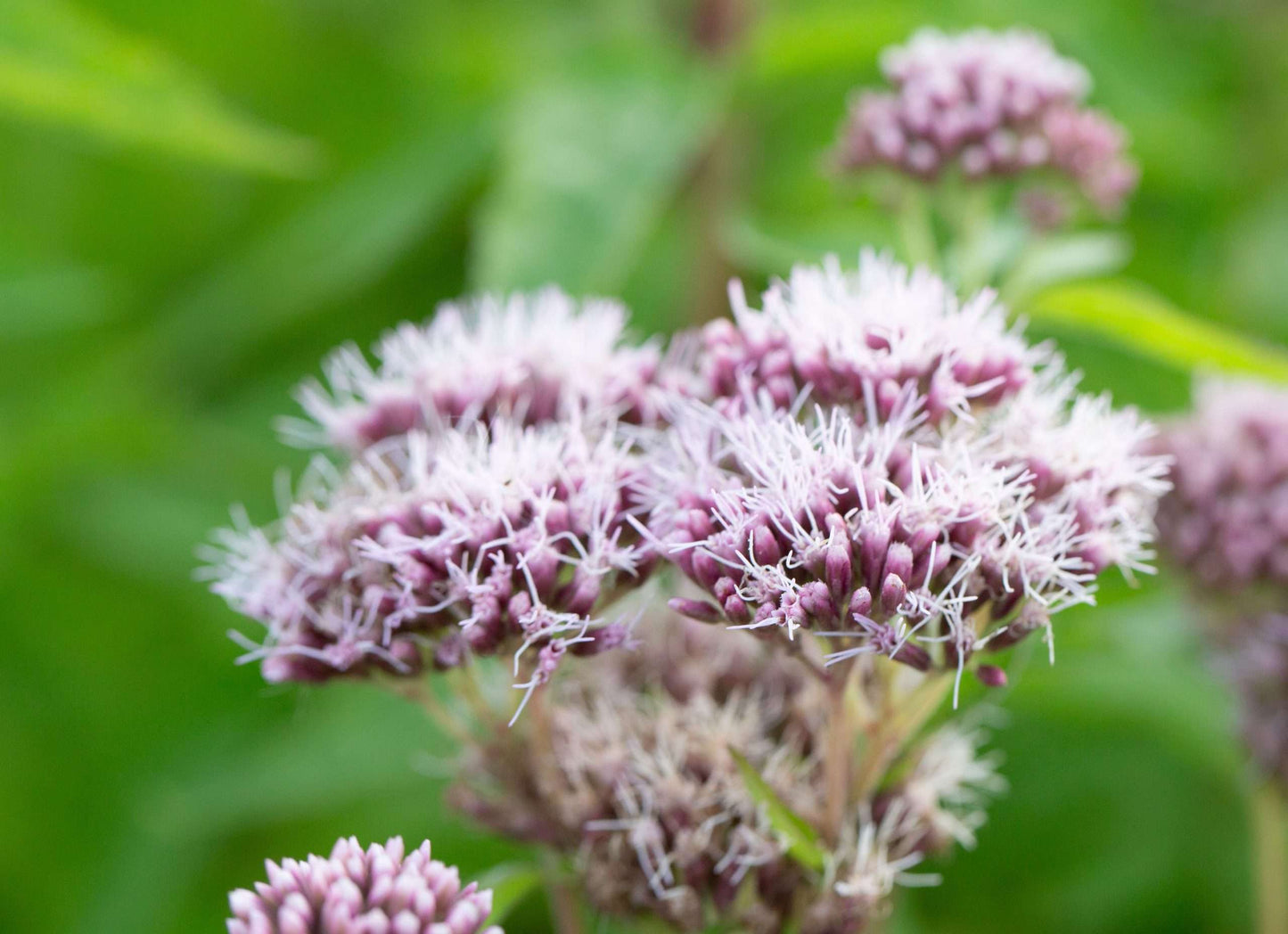 Eupatorium cannabinum (Hemp agrimony) - Marginal Pond Plants - BP038
