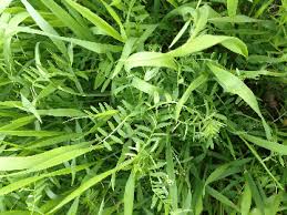 N-Rich Winter Cover Crop Seed Mix | Forage Rye & Vetch Blend
