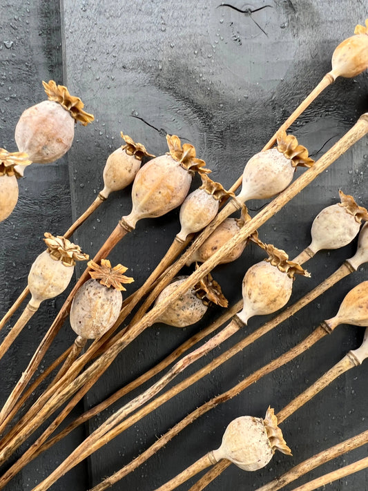 Poppy Heads Dried (Small)