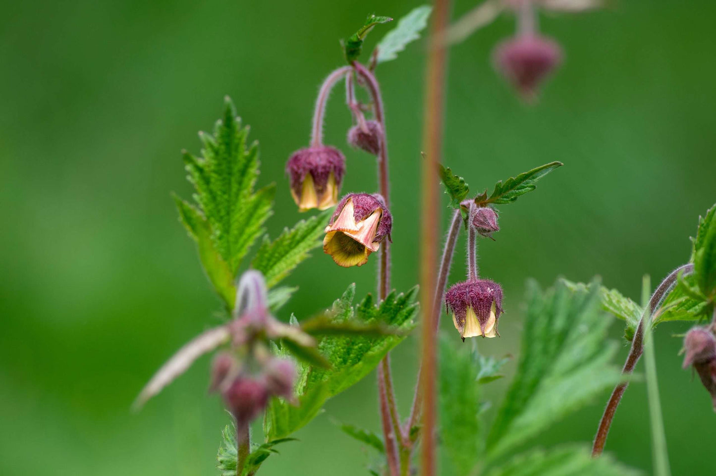 Geum rivale 'Album' - Marginal Pond Plants - MP039