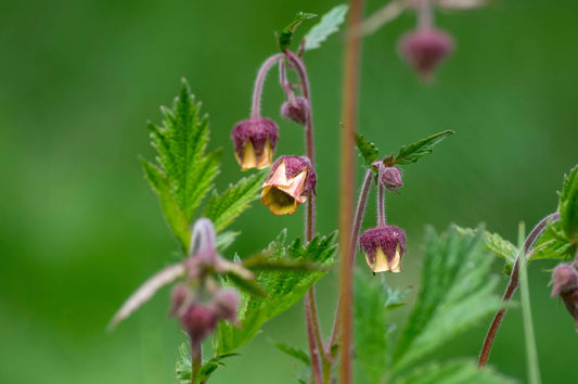 Geum rivale 'Album' - Marginal Pond Plants - MP039