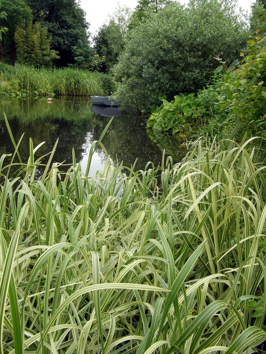 Glyceria maxima variegata (Variegated reed) - Marginal Pond Plants - MP041