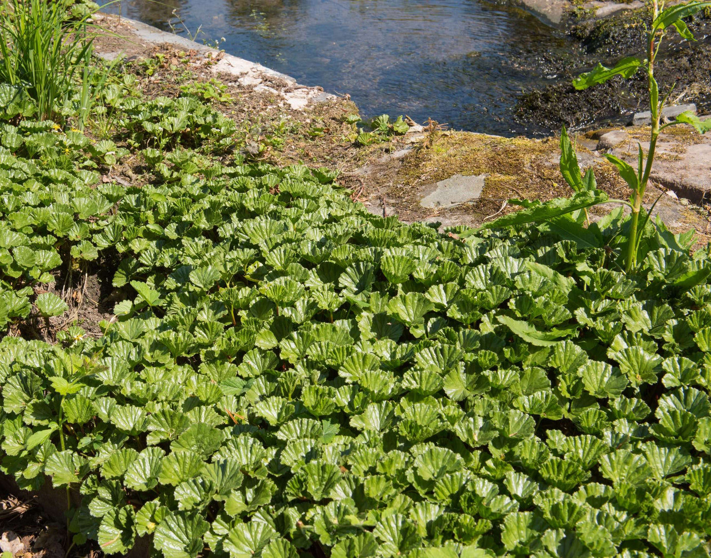 Gunnera magellanica (Devil's strawberry) - Marginal Pond Plants - BP043