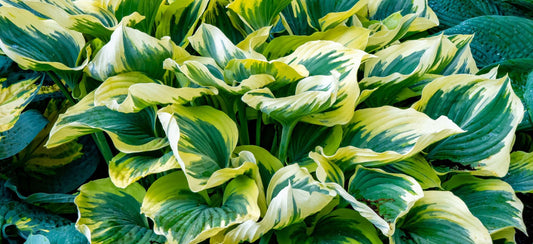 Hosta First Frost - Marginal Pond Plants - BP046