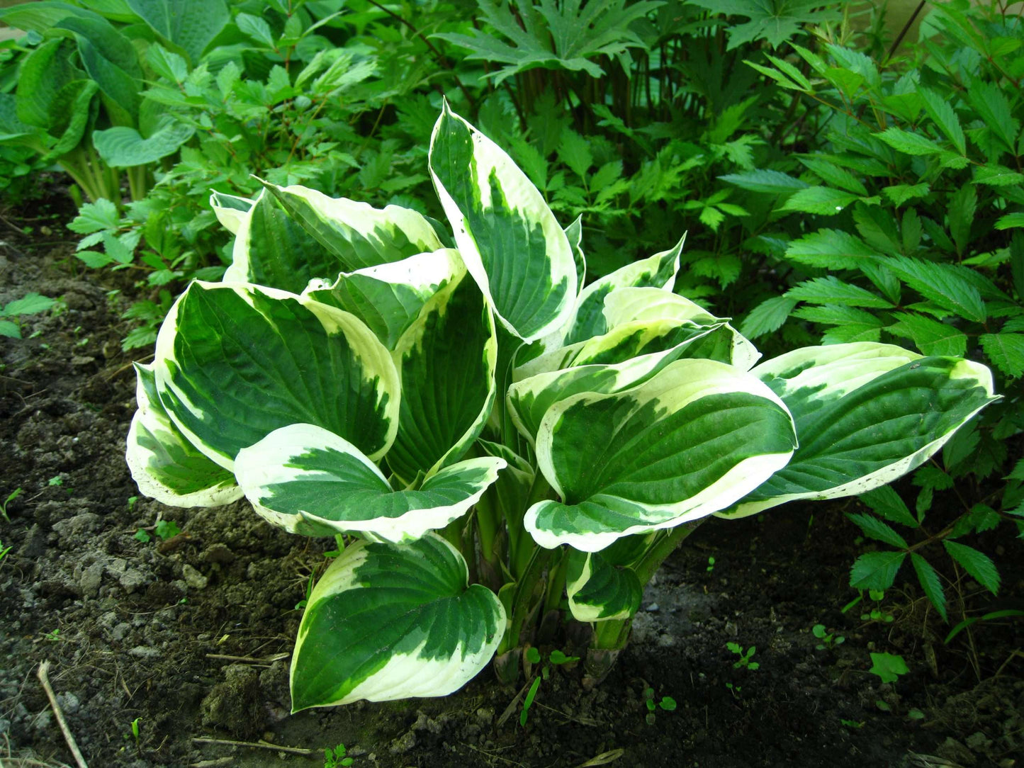 Hosta 'Patriot' - Marginal Pond Plants - BP047