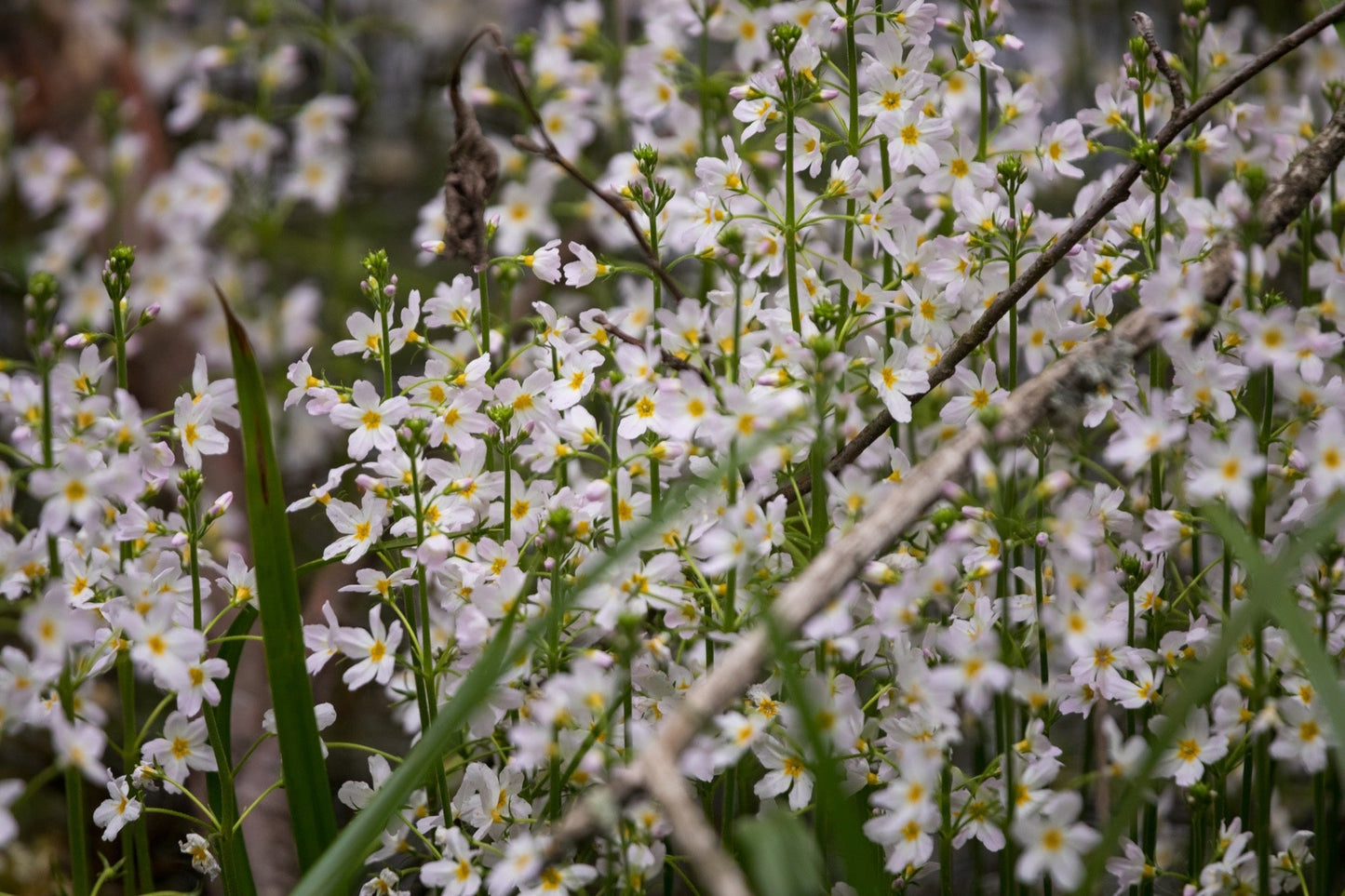 Hottonia Palustris - Marginal Oxygenating Pond Plants - OX009