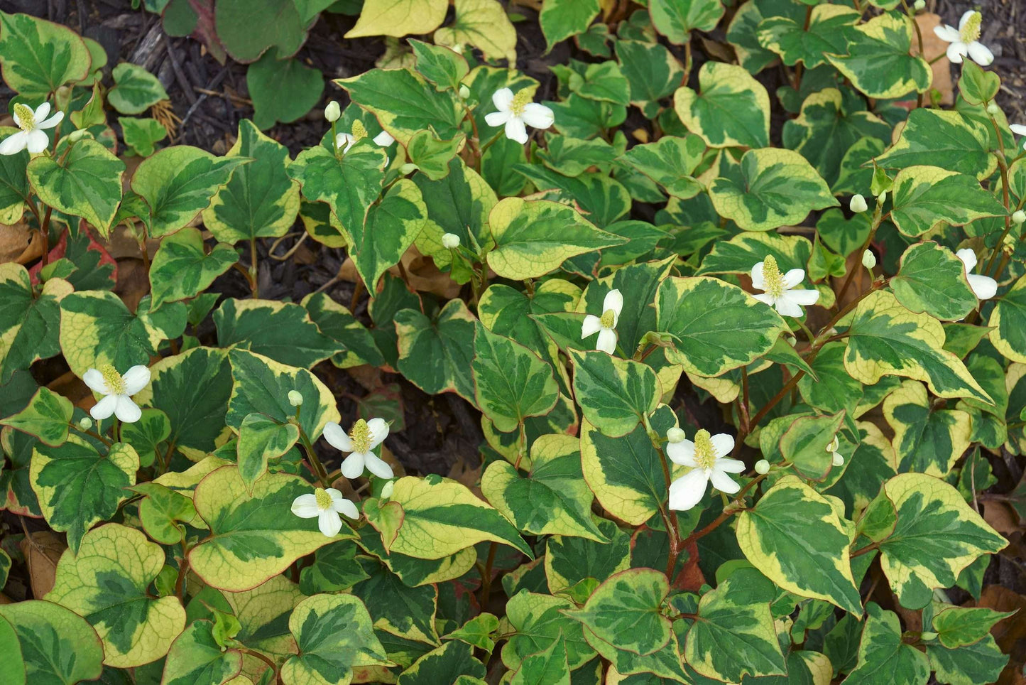 Houttuynia cordata 'Boo Boo' - Marginal Pond Plants - MP043