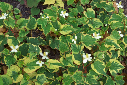 Houttuynia cordata 'Boo Boo' - Marginal Pond Plants - MP043