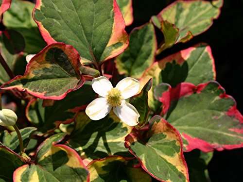 Houttuynia cordata 'Boo Boo' - Marginal Pond Plants - MP043