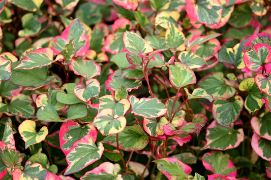 Houttuynia cordata 'Chameleon' (Harlequin plant) - Marginal pond plant - MP044
