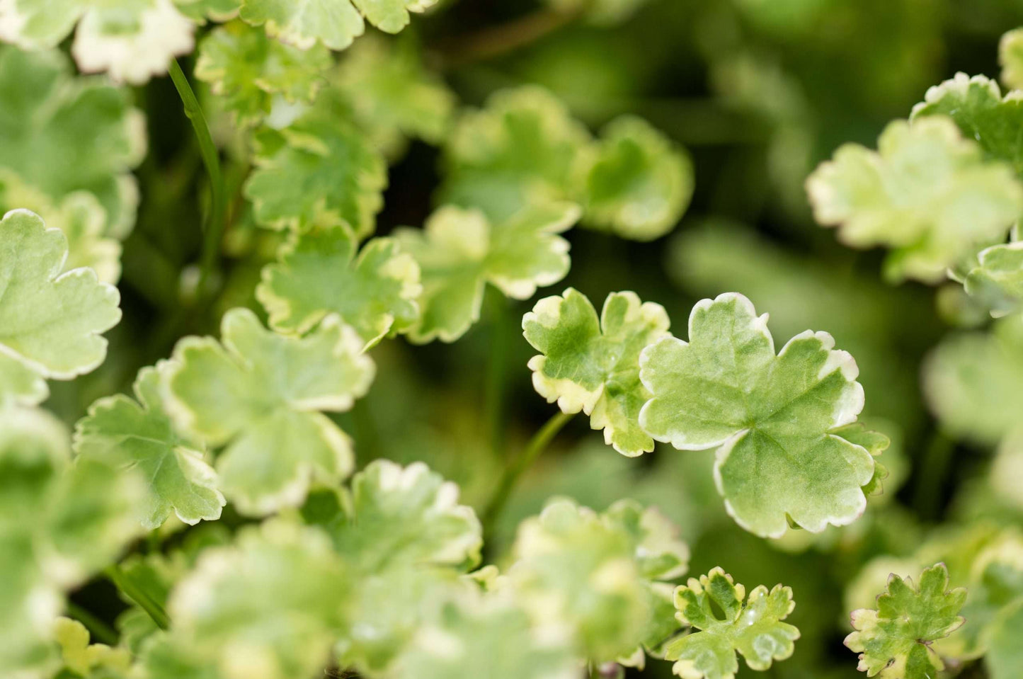 Hydrocotyle sibthorpioides variegata (Crystal confetti) - Marginal Oxygenating Pond Plants - OX011
