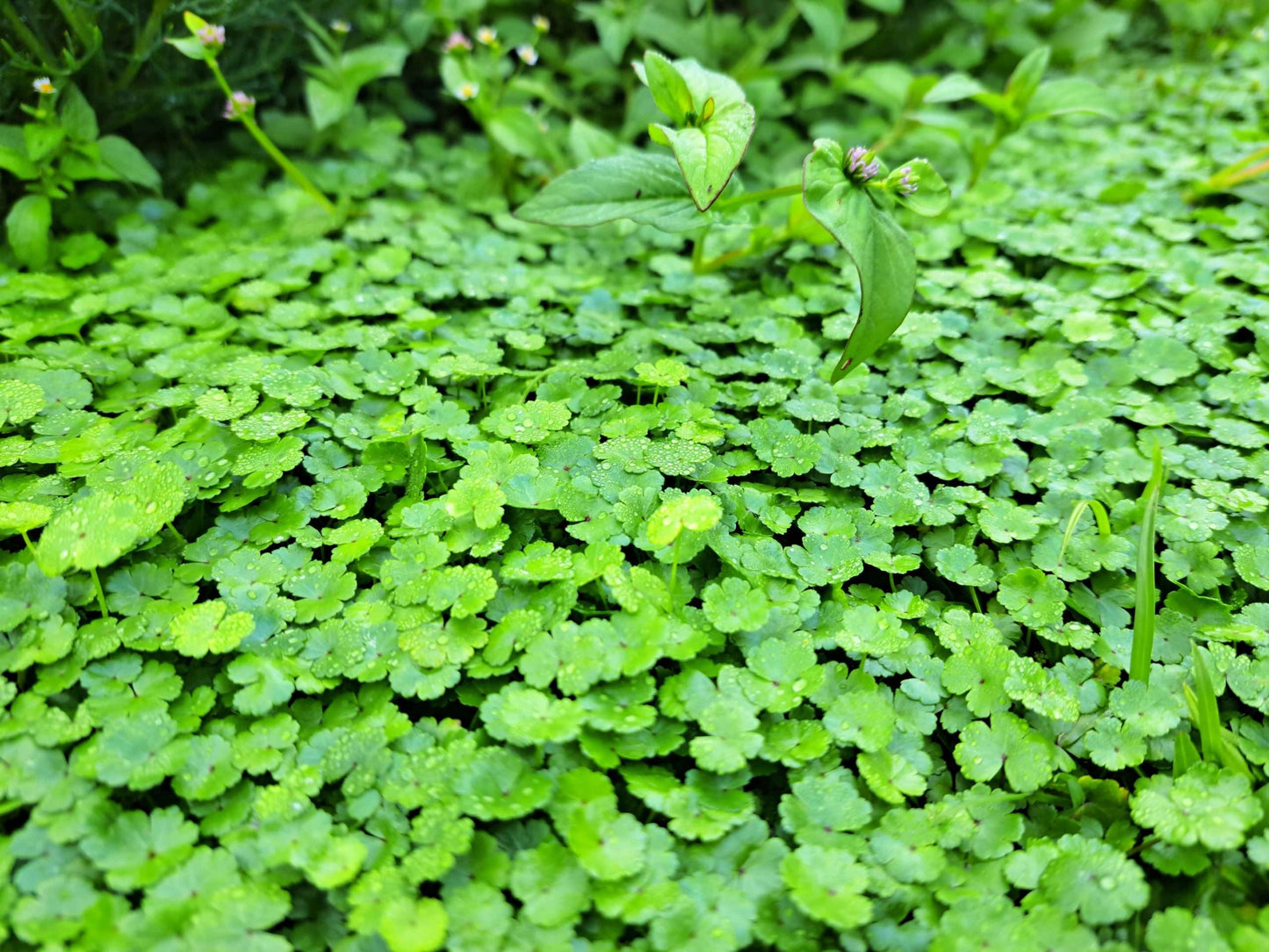 Hydrocotyle vulgaris Nova Zelandiae - Marginal Oxygenating Pond Plants - OX010
