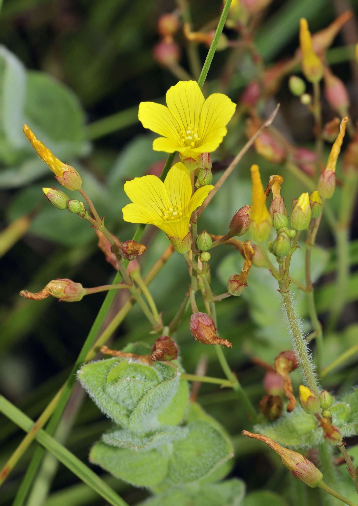 Hypericum elodes (Marsh St John's Wort) - Marginal Pond Plants - MP047
