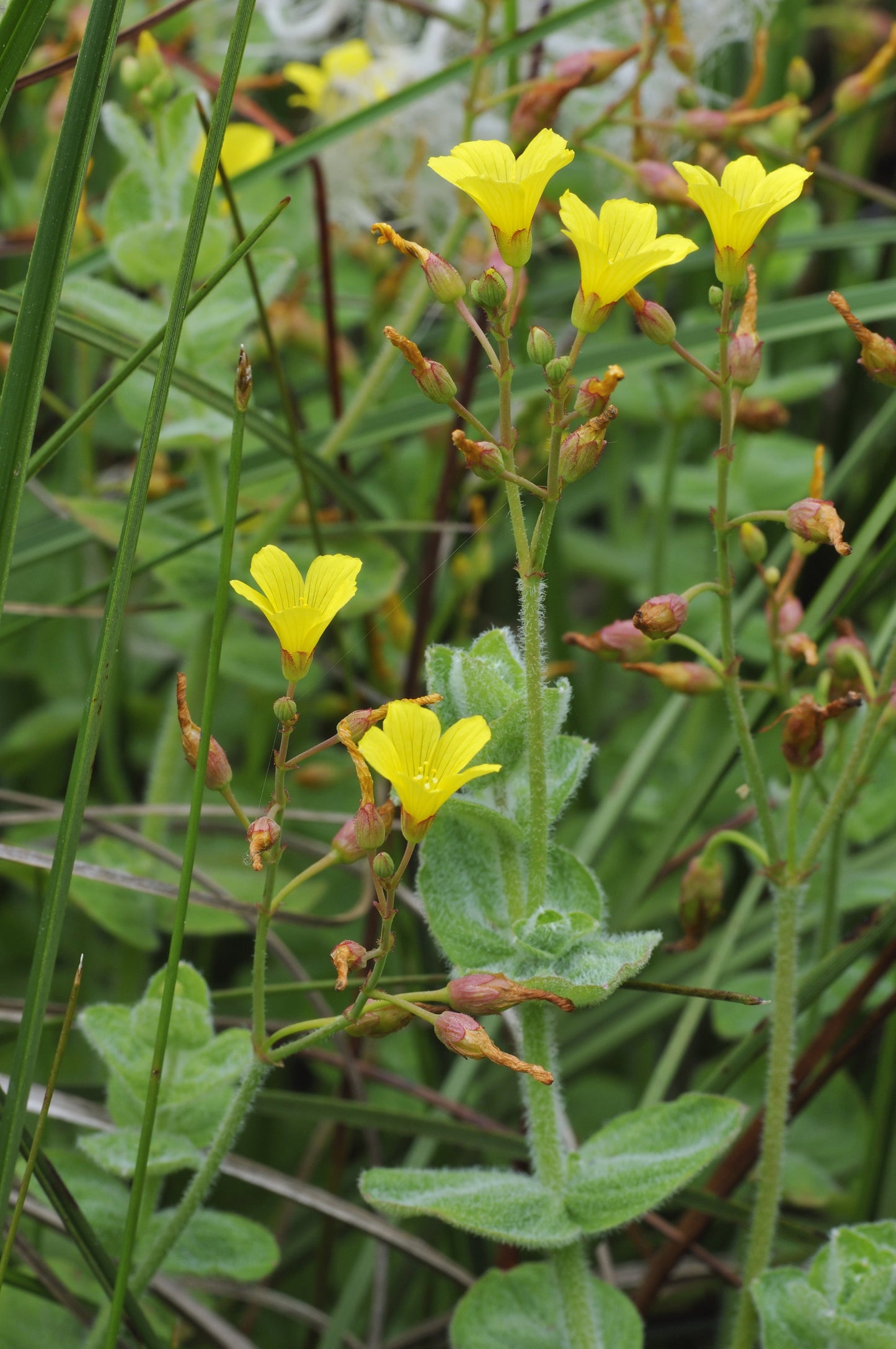 Hypericum elodes (Marsh St John's Wort) - Marginal Pond Plants - MP047